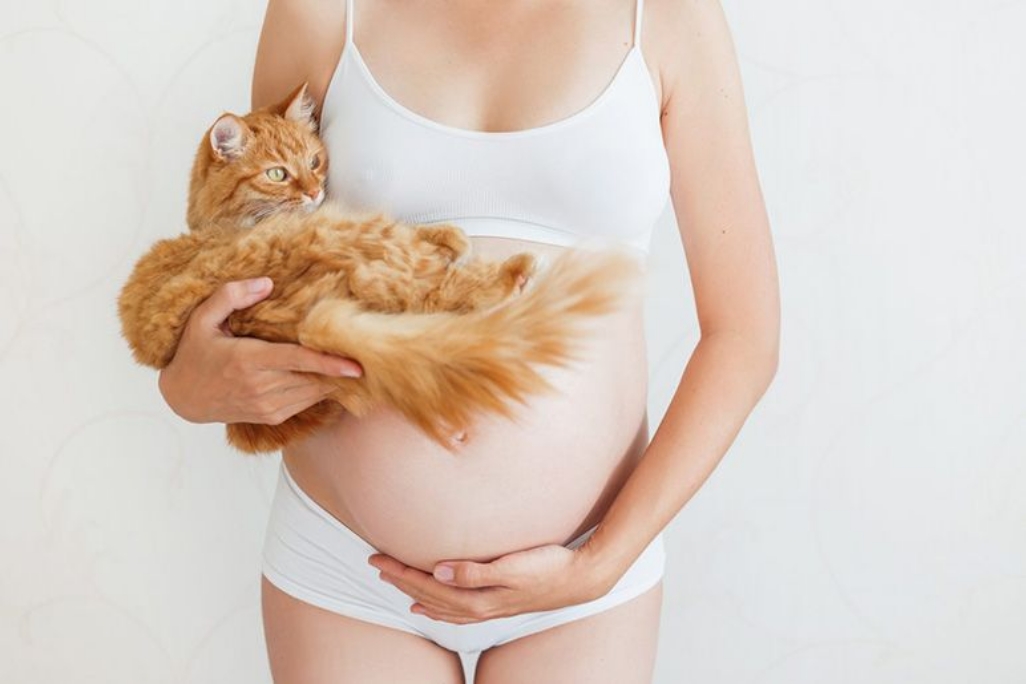 Toxoplasmoza în perioada sarcinii